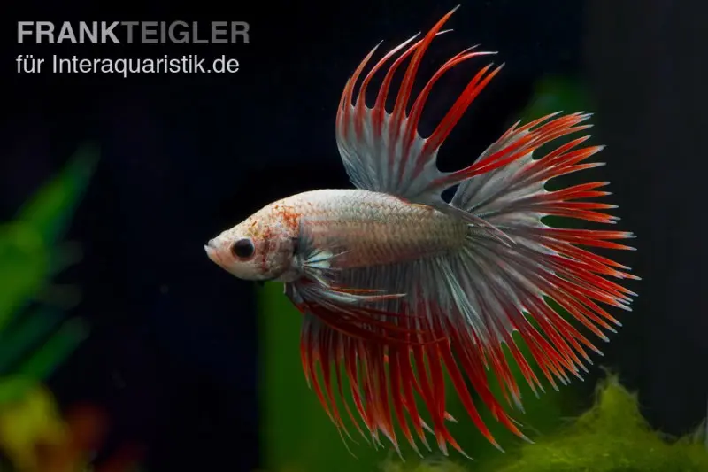Combattant Crown Tail Red Copper, mâle, Betta splendens