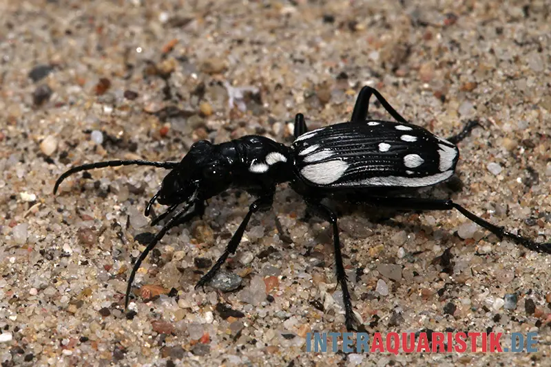 Carabe égyptien, Anthia sexmaculata
