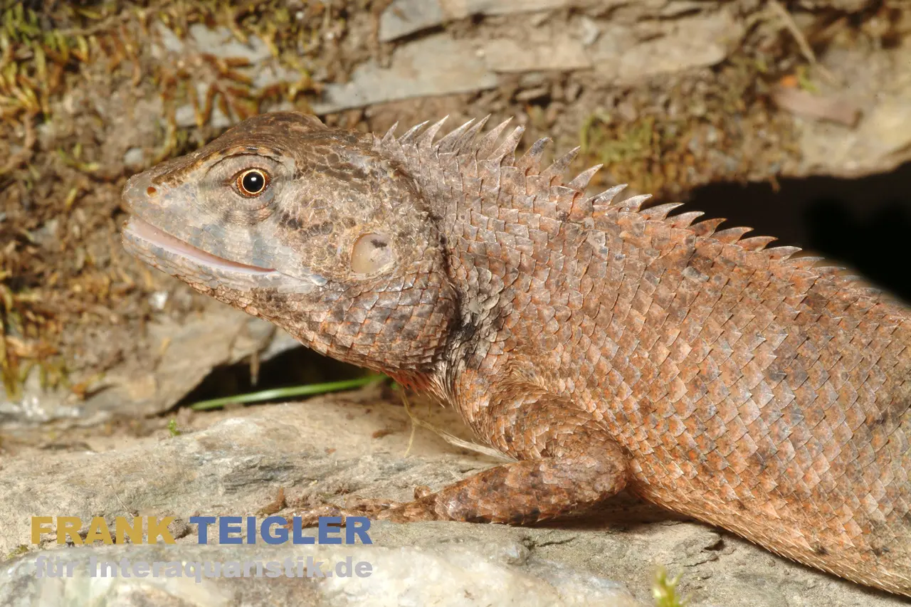 Agame des jardins indienne, Calotes versicolor