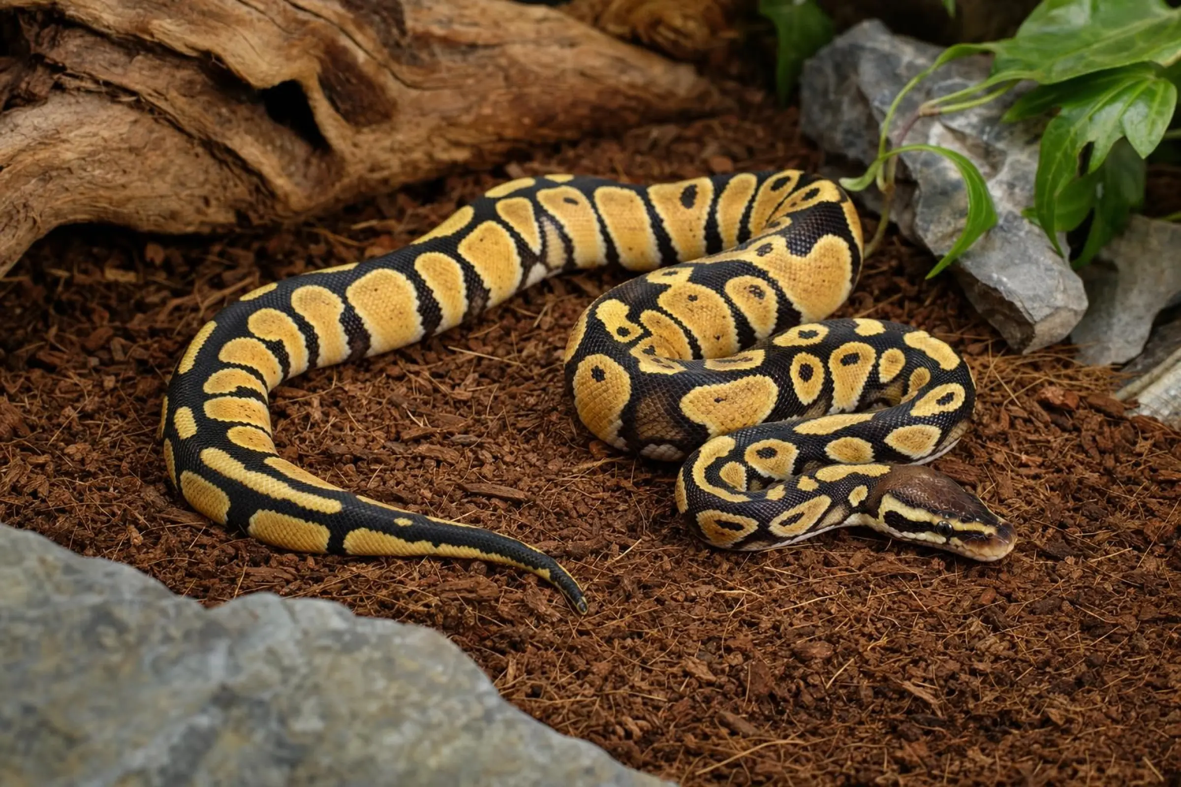 Python royal « Pastel het. Russo L. YB », Python regius