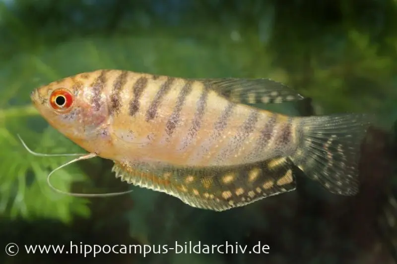 Gourami doré, Trichogaster trichopterus