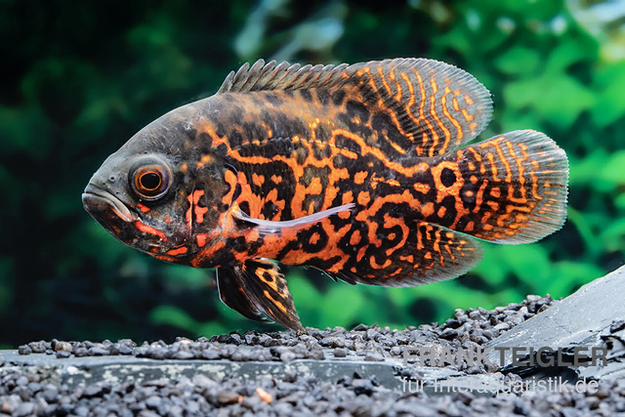 Cichlidé à ocelles « Black Tiger », Astronotus ocellatus, 10 cm
