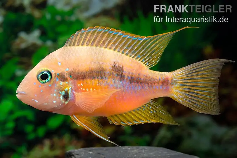 Cichlidé doré, Thorichthys aureus