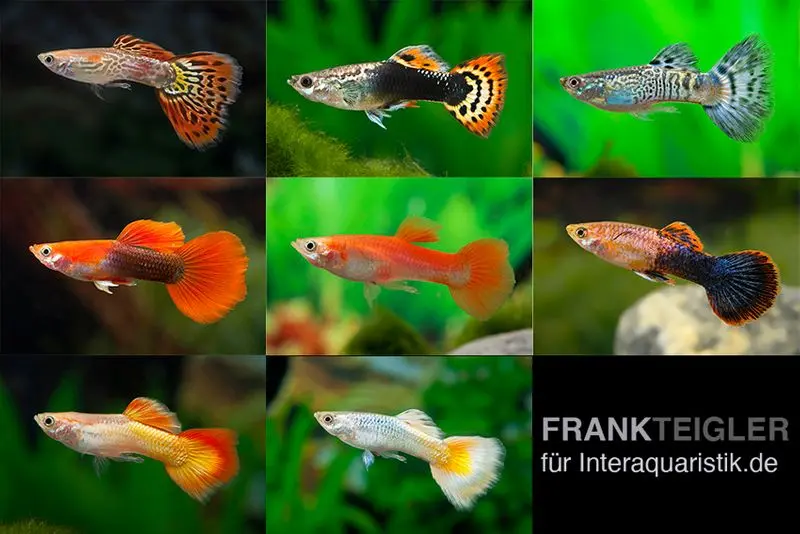 Guppy mâles XXXL mélange de couleurs, 25 animaux, Poecilia reticulata