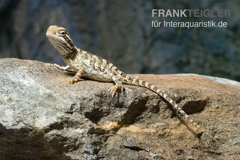 Agame barbu nain, Pogona henrylawsoni