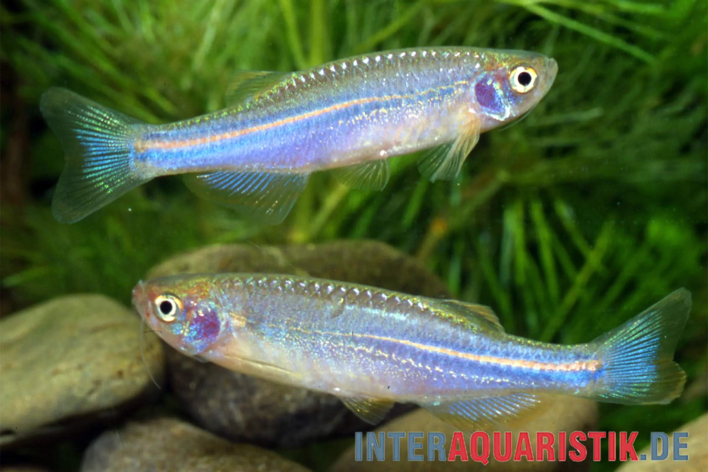 danio nacré, Brachydanio albolineatus
