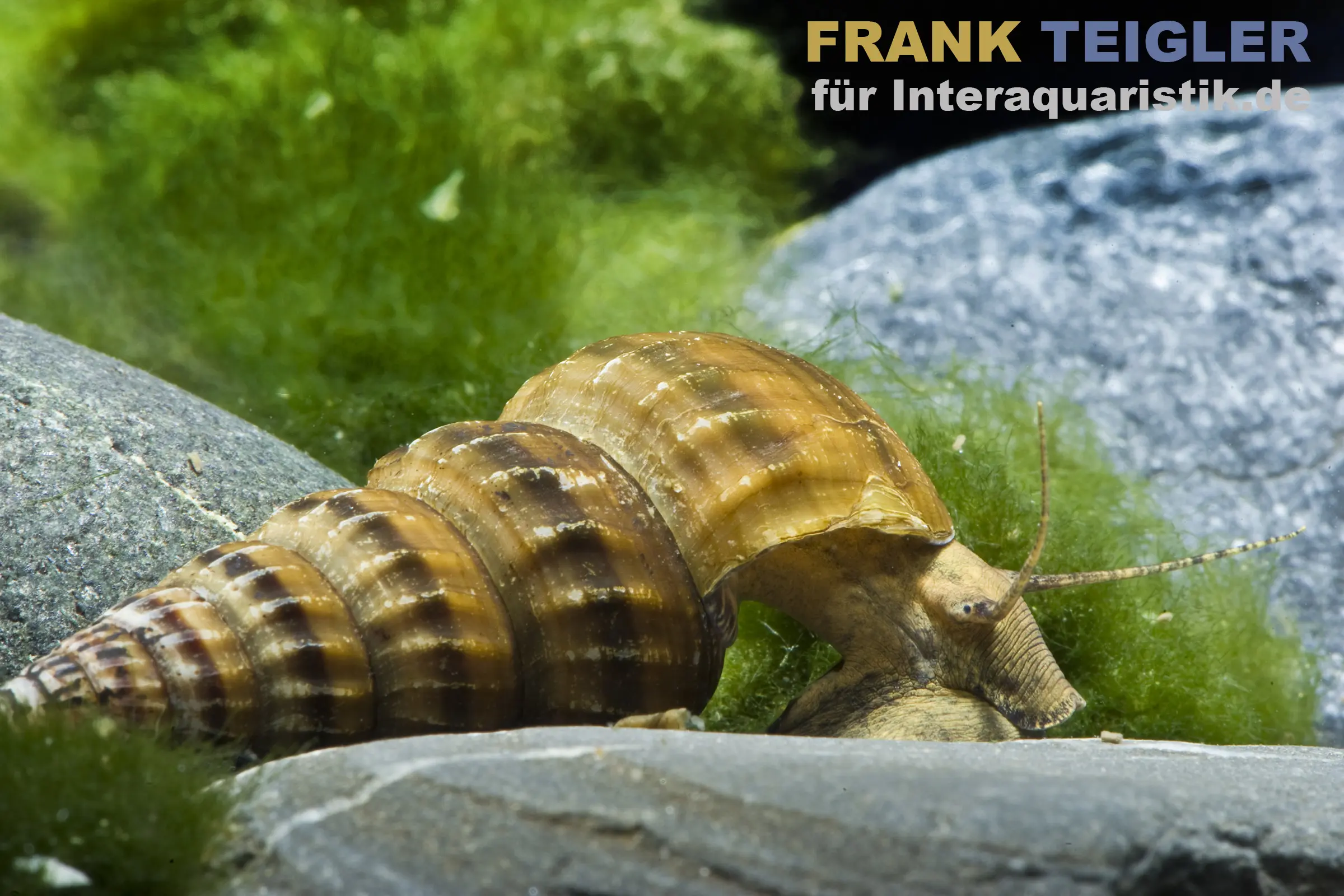 Escargot tour d’eau géant, Brotia herculea
