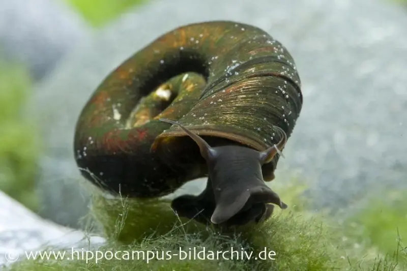 Planorbe, Planorbarius corneus (eau froide & eau chaude)