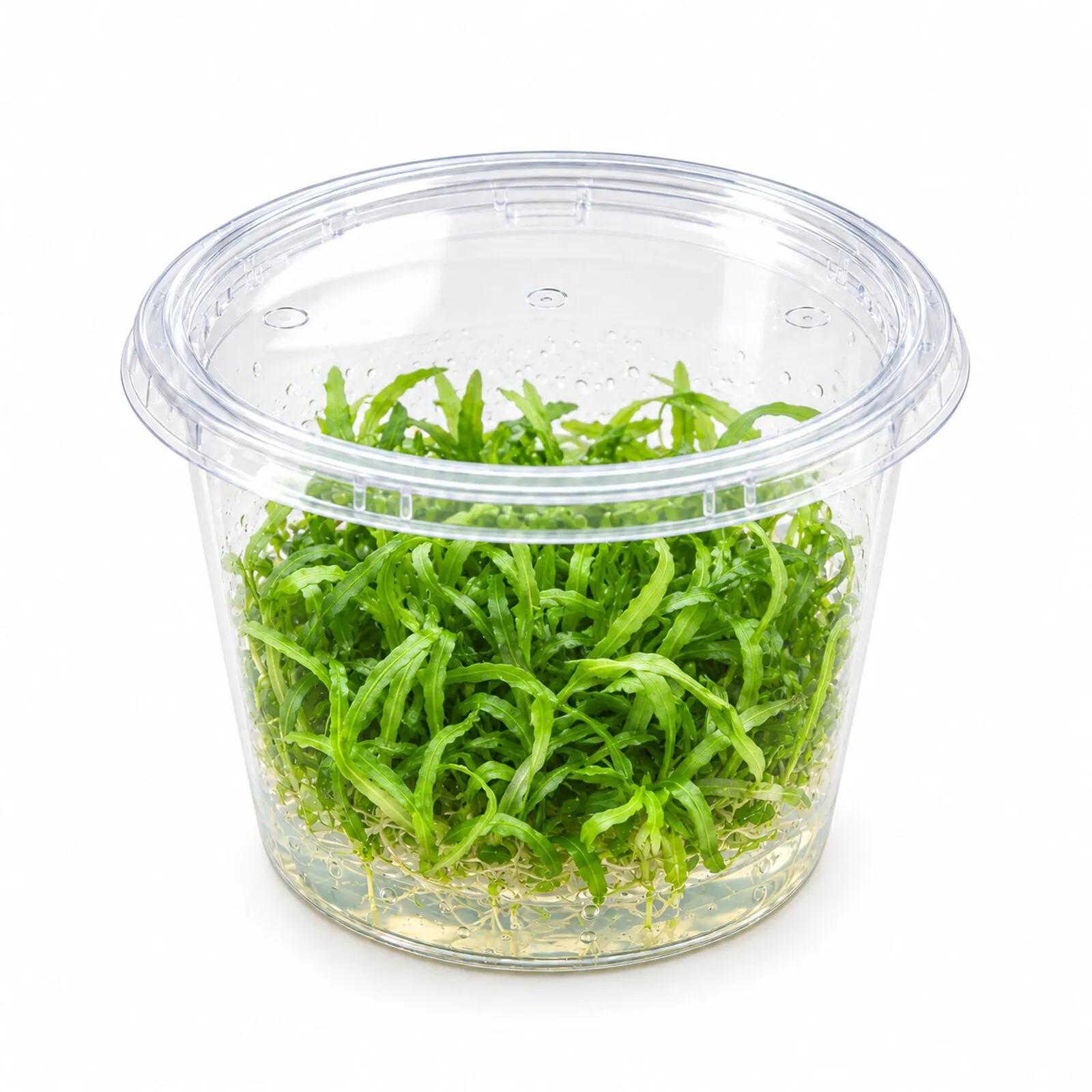 Hétéranthère à feuilles de zostère, Heteranthera zosterifolia, In Vitro