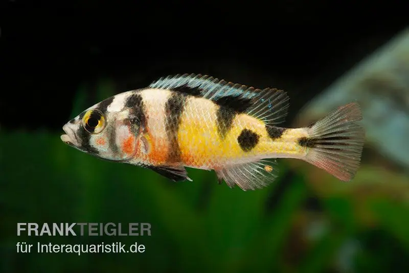 Haplochromis spec. ZEBRA OBLIQUIDENS, élevage allemand