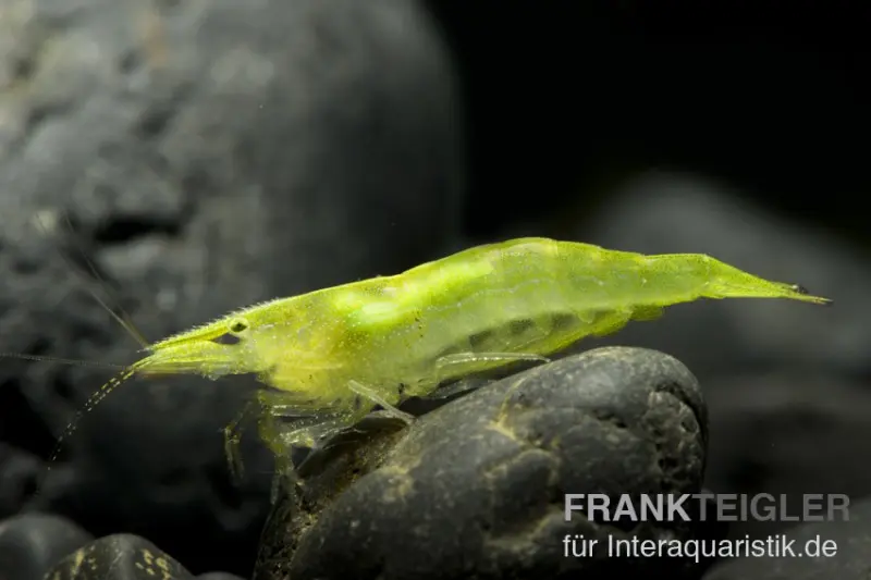 Crevette naine verte, Neocaridina babaulti
