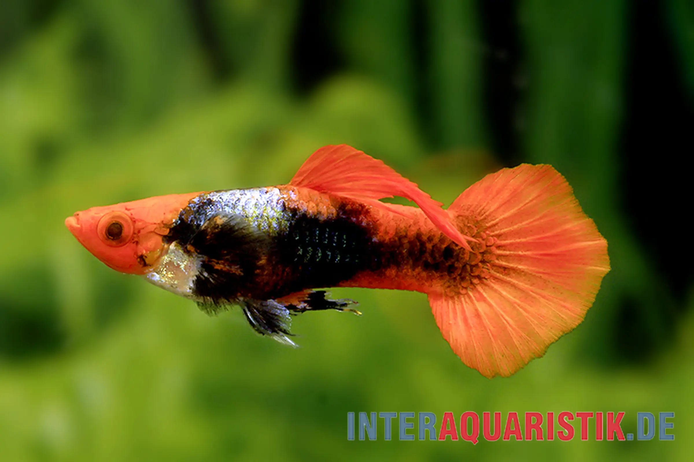 Guppy Koi Tuxedo, Poecilia reticulata, vendu par couple