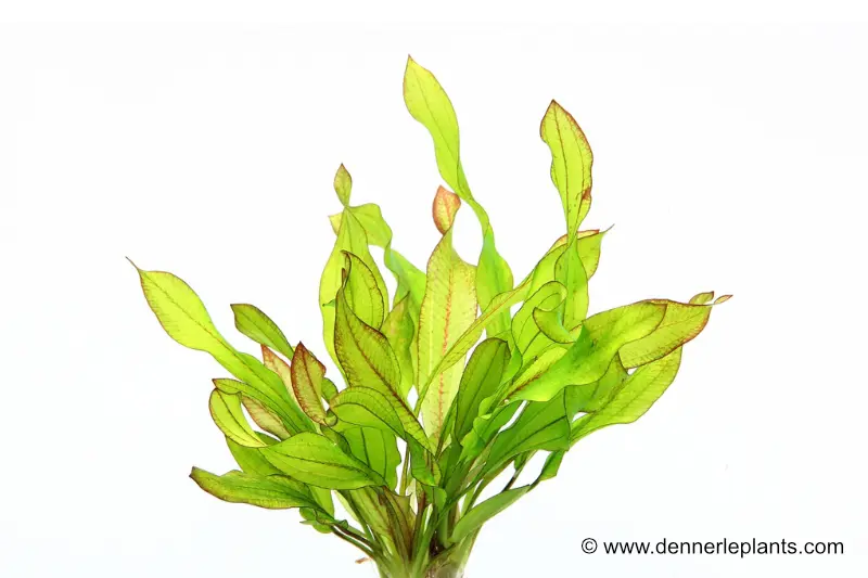 Echinodorus « Green Chamäleon », en pot
