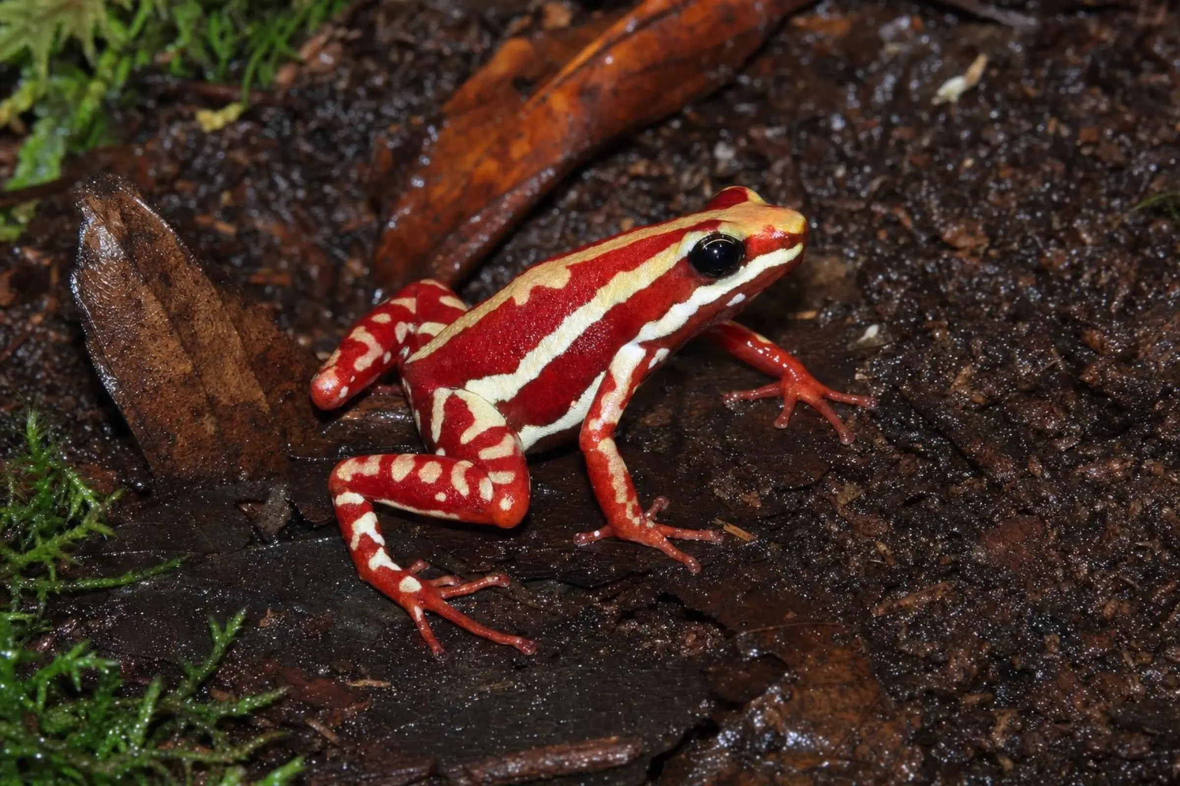 Grimpereau tricolore d’Anthony, Epipedobates anthonyi