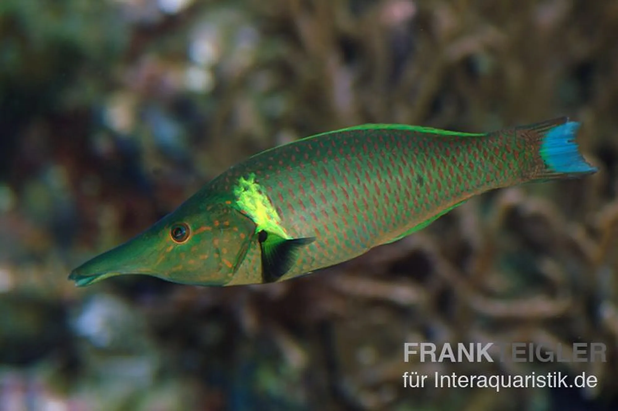 Langnasen-Lippfisch, Gomphosus varius
