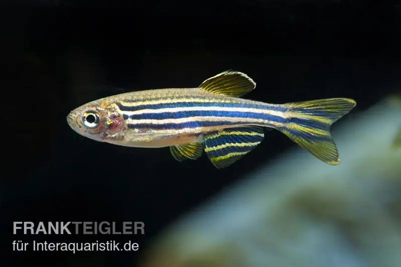 Danio zébré, Brachydanio rerio