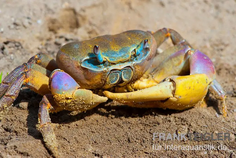 Crabe terrestre géant indonésien, Cardisoma carnifex, sélection aléatoire