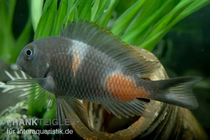 Moorii à tache cerise, Tropheus moorii « Bulu Point », élevage allemand