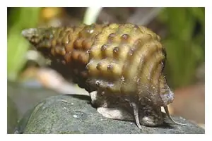 Escargot malais à opercule bosselé, Brotia henriettae