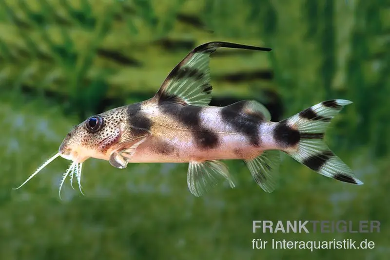 Silure à barbillons plumeux splendide, Synodontis decorus, 6-8 cm