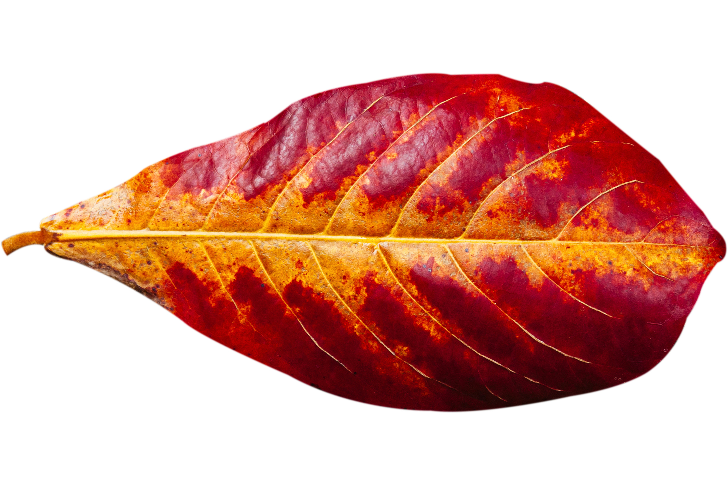 Feuilles de catappa, Terminalia catappa, 20 pièces