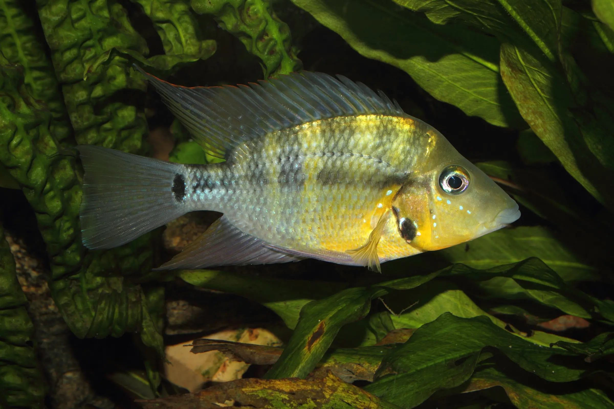Cichlidé à gorge de feu jaune, Thorichthys passionis "Black Gullet"