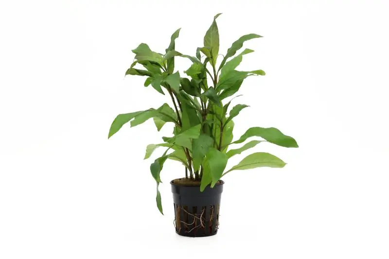 Hygrophila corymbosa "Siamensis" (de Thaïlande), en pot