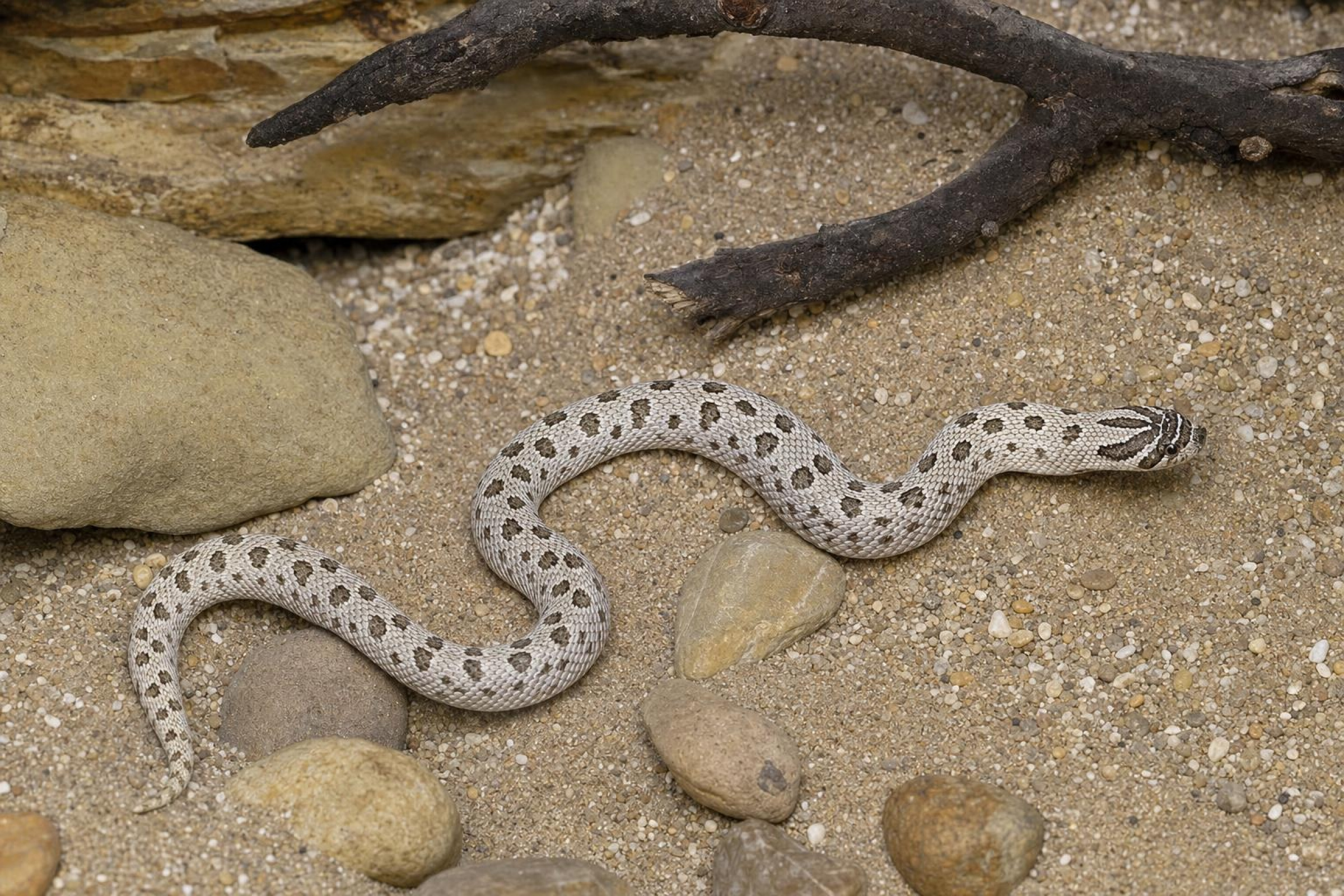 Couleuvre à nez crochu de l’Ouest « Arctic Conda », Heterodon nasicus