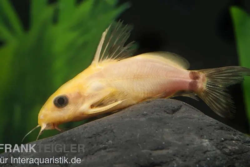 Silure Synodontis nigrita doré, Synodontis nigrita gold