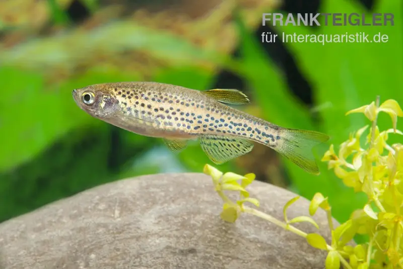 Danio léopard, Brachydanio frankei