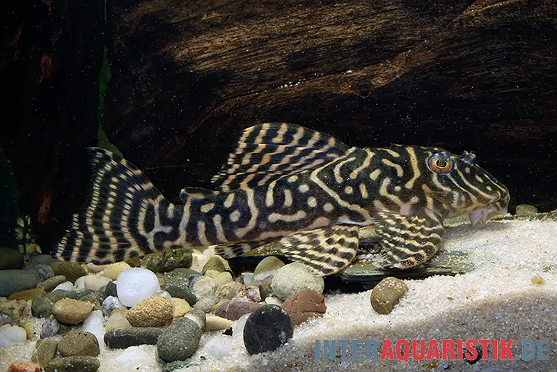 Pléco zébré jaune, Yellow Zebra Catfish, L401, Hypancistrus sp.