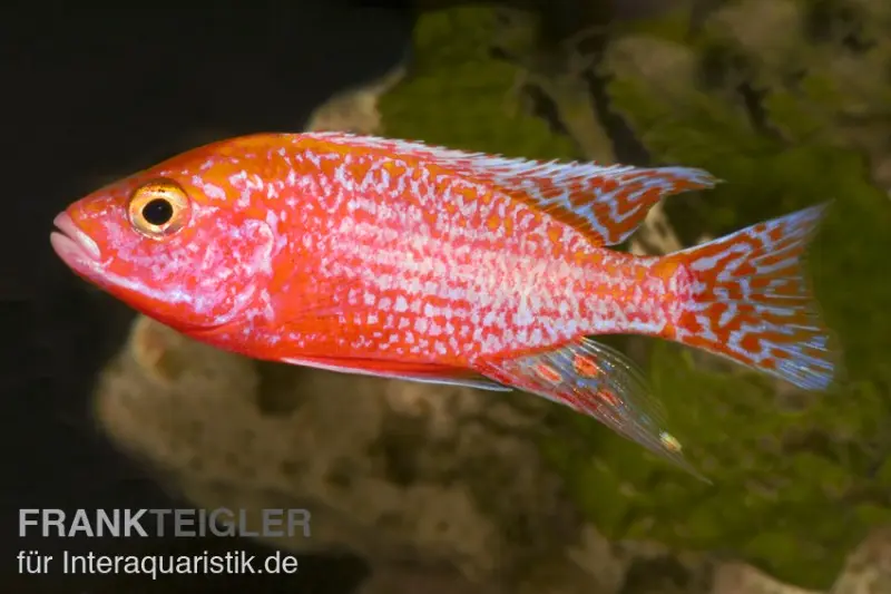 Aulonocara spec. Firefish, 7-9 cm élevage allemand