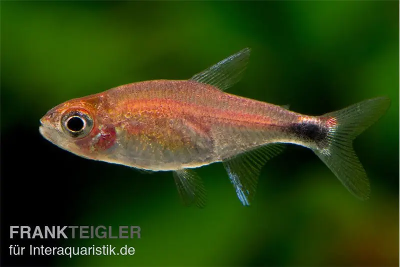 Tétra fraise, Axelrodia riesei (mini-poisson)