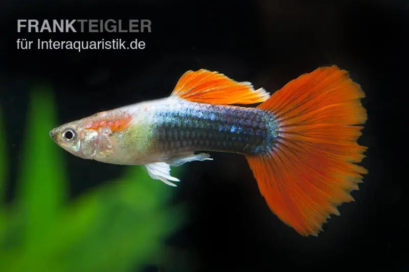 Guppy néon bleu-rouge, Poecilia reticulata, par paire