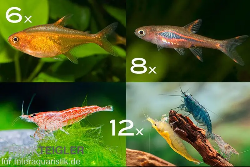 Bundle : mini-poissons + crevettes pour bacs à partir de 60 cm