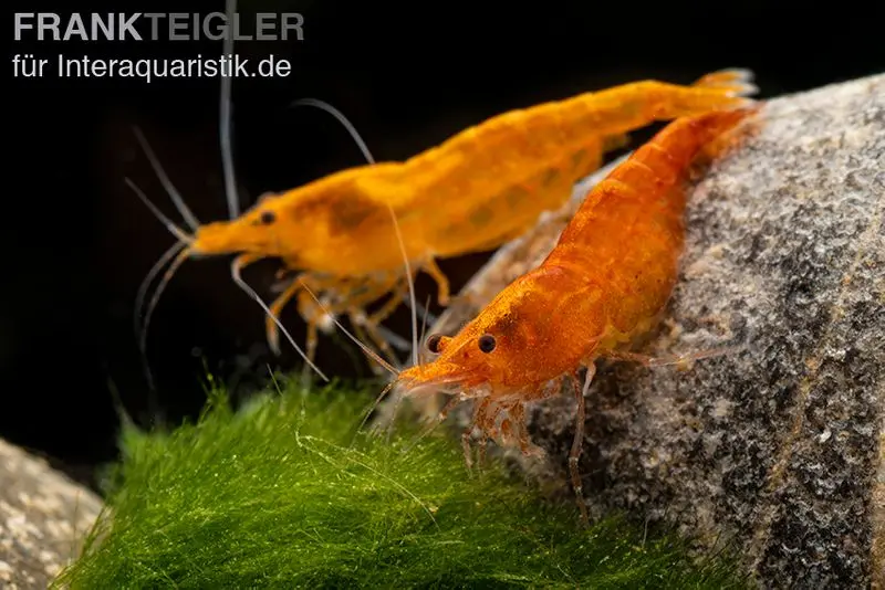 Crevette Orange Skunk, Neocaridina davidi Orange Skunk