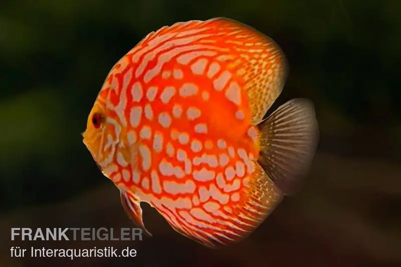 Discus élevage asiatique, Symphysodon discus Star trek