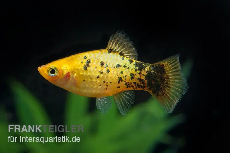 Platy calico jaune, Xiphophorus maculatus
