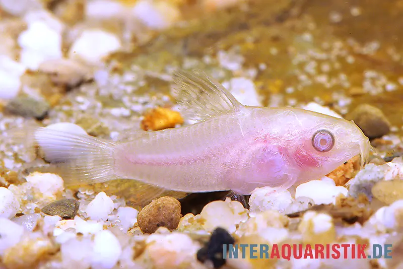 Corydoras pygmée albinos, Corydoras pygmaeus