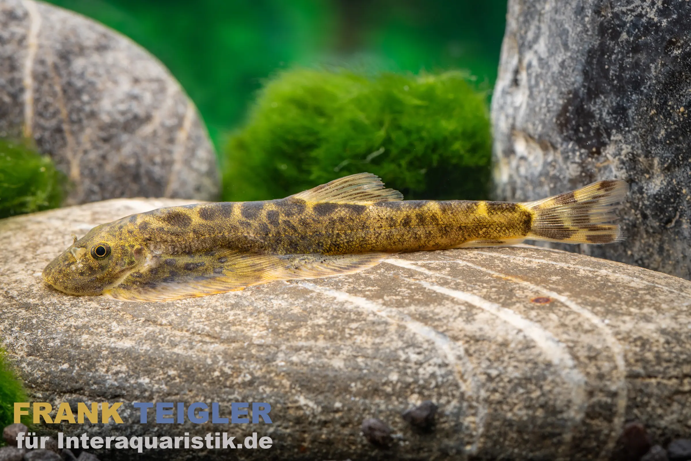 Poisson-ventouse du Sichuan Beaufortia szechuanensis