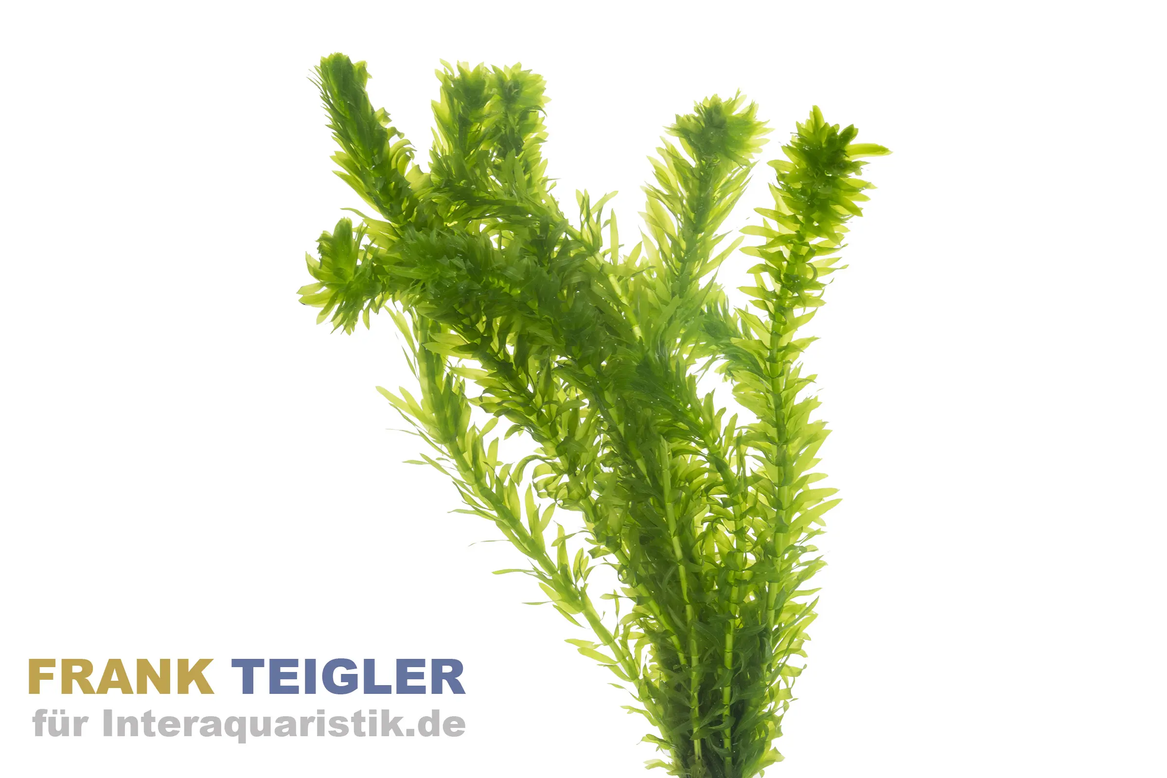 Élodée du Canada, Elodea canadensis, pot