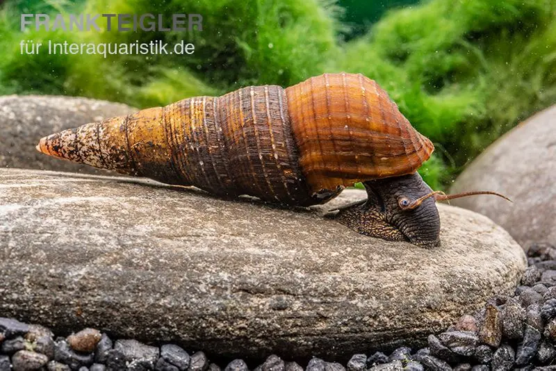 Escargot mélanoïde Nero, Tylomelania spec. nero
