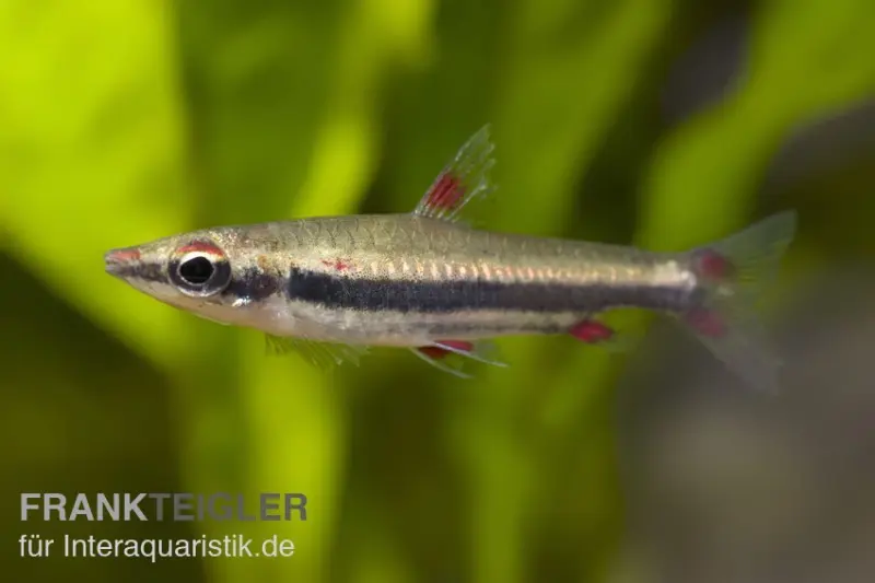 Tétra ornemental à trois bandes, Nannostomus trifasciatus