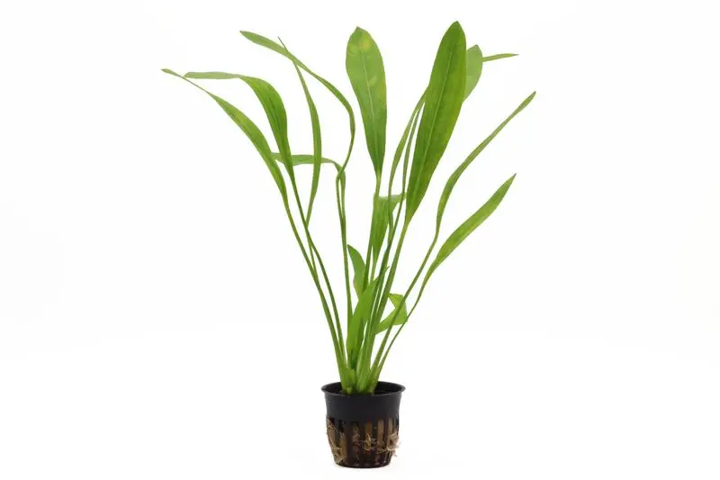 Plante épée d’Uruguay, Echinodorus uruguayensis, pot XXL