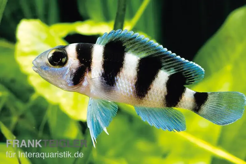 Cichlidé du lac Tanganyika à cinq bandes, Neolamprologus tretocephalus, élevage allemand
