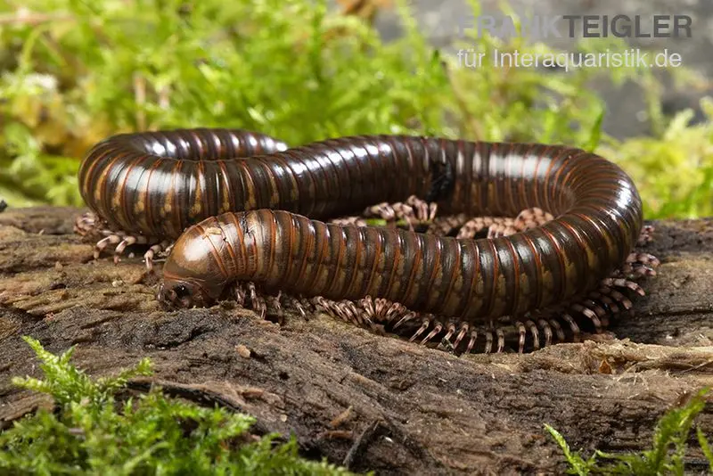 Iule à longues pattes, Spirostreptus spec.