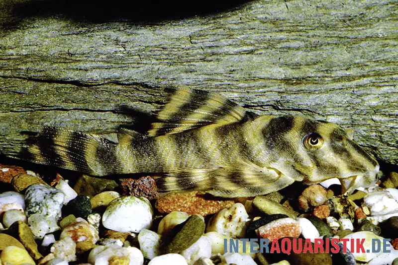 Petit poisson-chat cuirassé nain à bandes, L38, Peckoltia spec., 5-7 cm DNZ