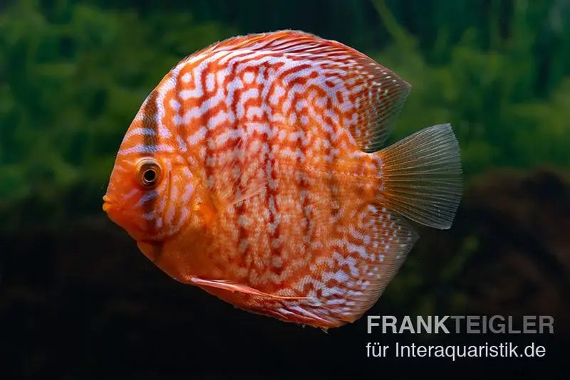 Discus élevage asiatique, Symphysodon discus Red Tiger
