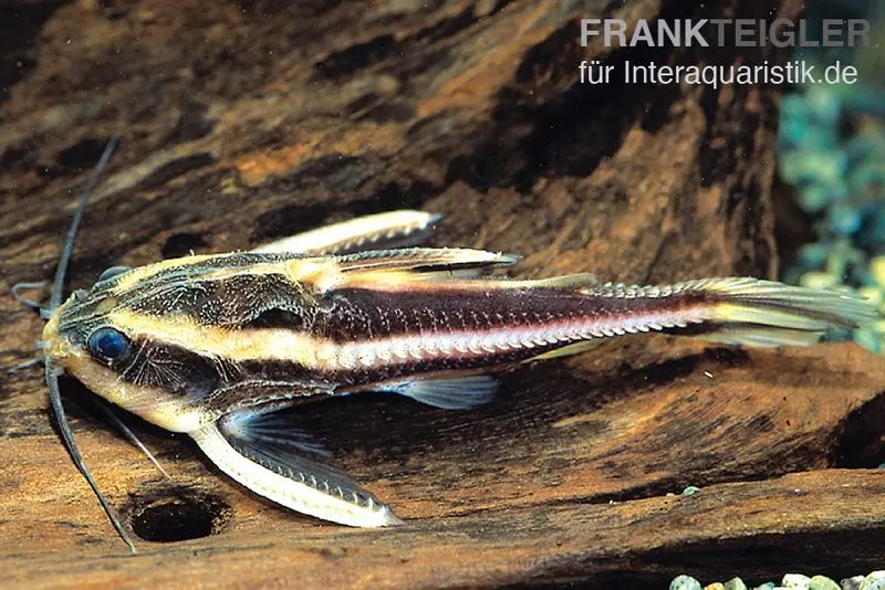Silure rayé, Platydoras costatus, 4-5 cm