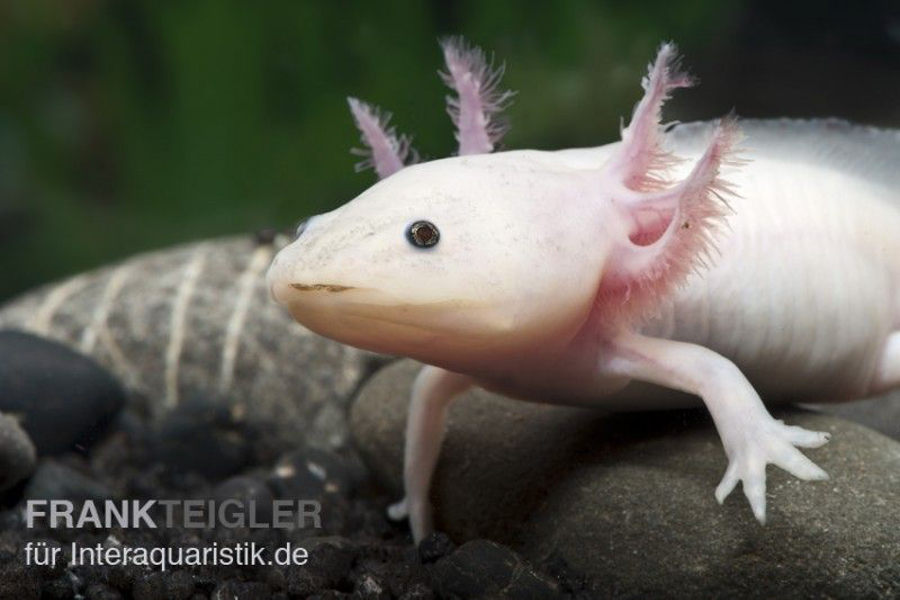 Axolotl Weißling Gesundheit